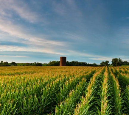 Corn field under a clear blue sky